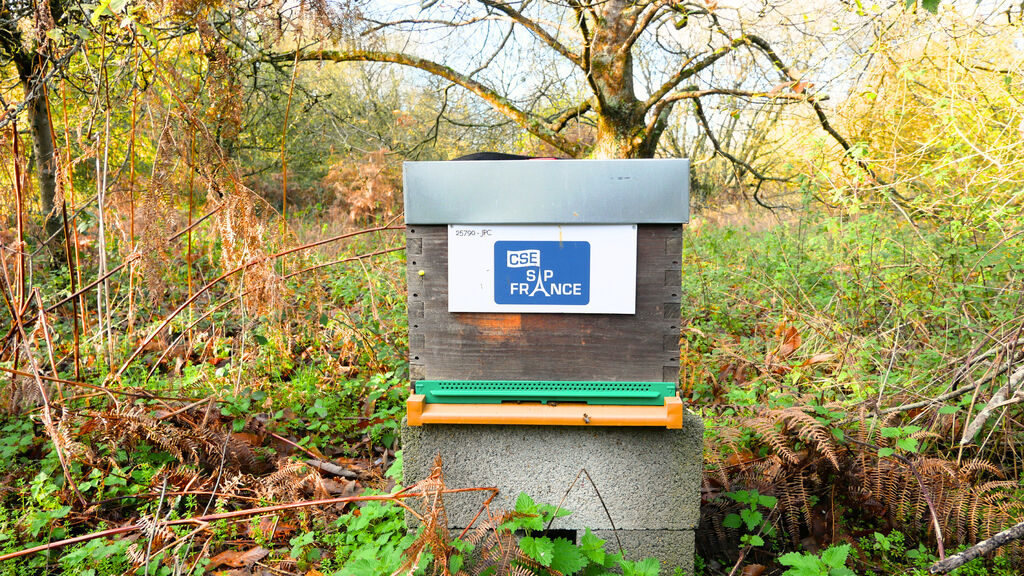 La ruche CSE SAP France