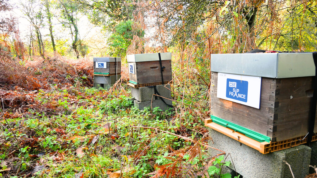 La ruche CSE SAP France