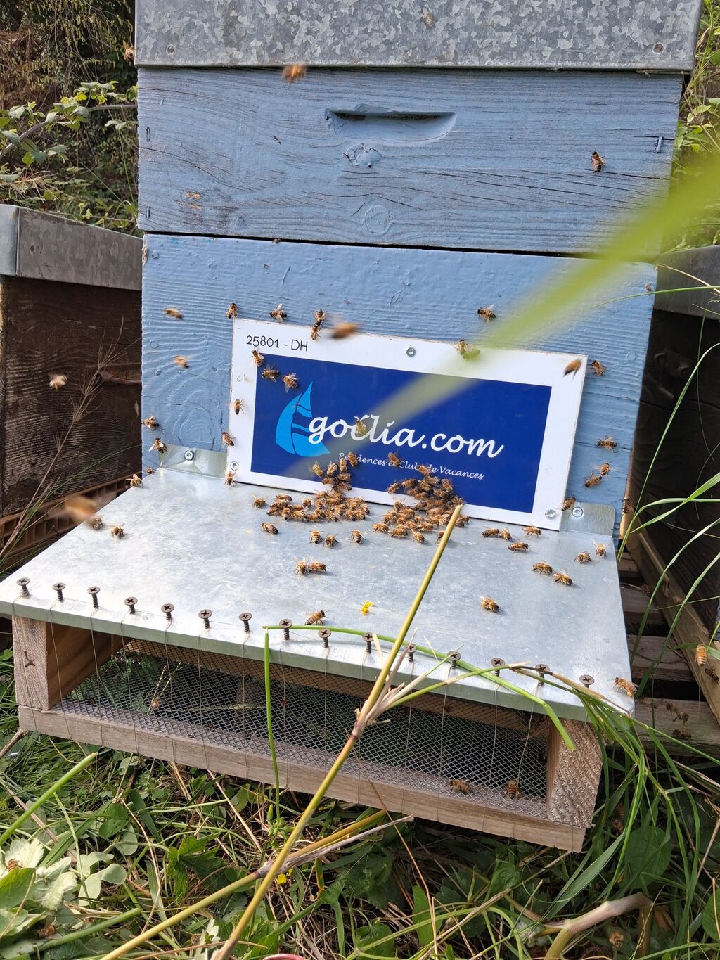 La ruche Goelia