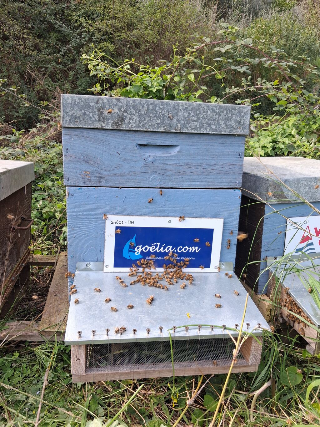 La ruche Goelia