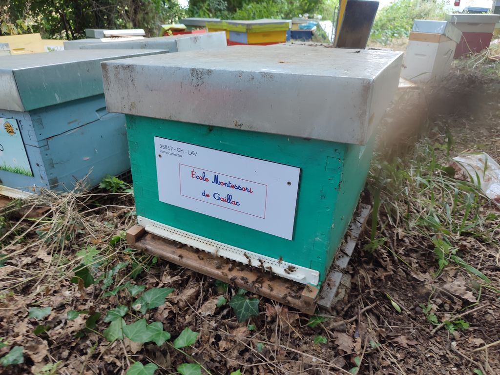 La ruche École Montessori de Gaillac 
