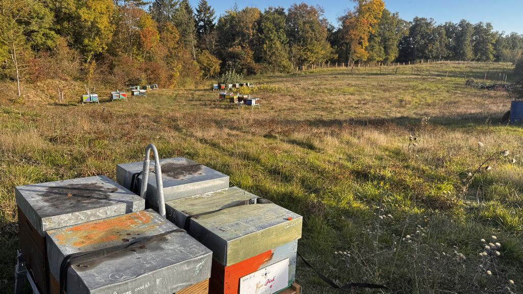 La ruche Pink Lady®