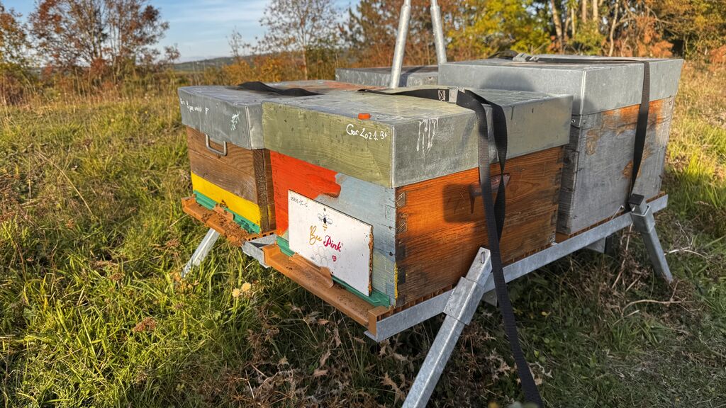 La ruche Pink Lady®