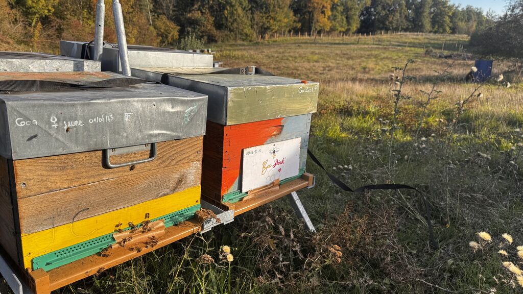 La ruche Pink Lady®