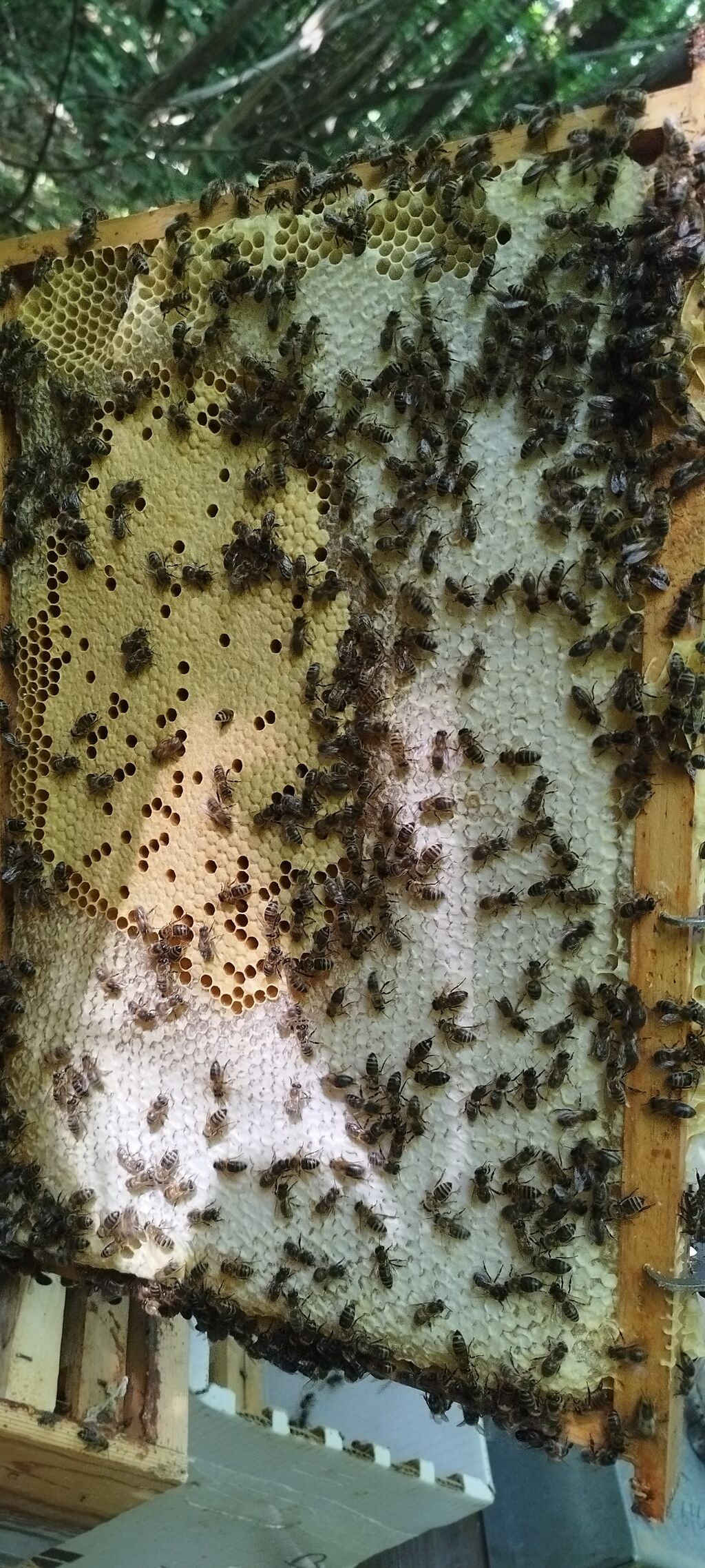 La ruche Claude Monet