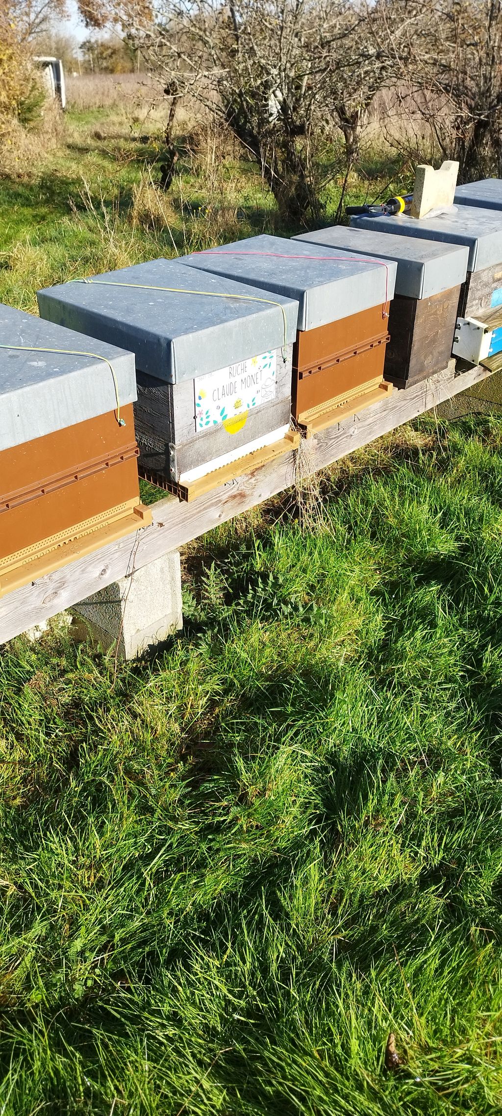 La ruche Claude Monet