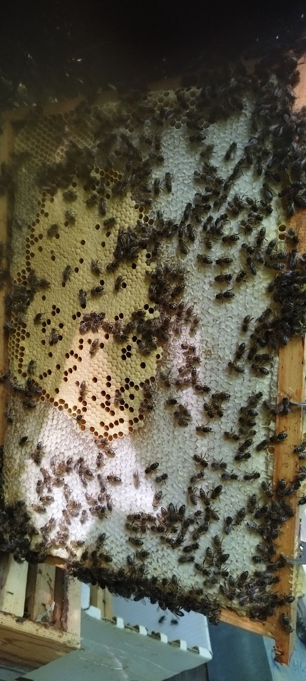 La ruche Claude Monet