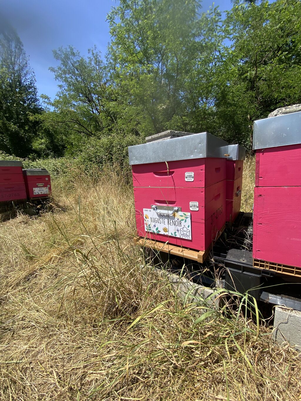La ruche Auguste Renoir