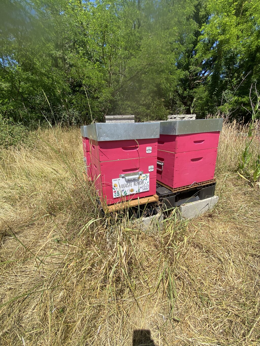 La ruche Auguste Renoir