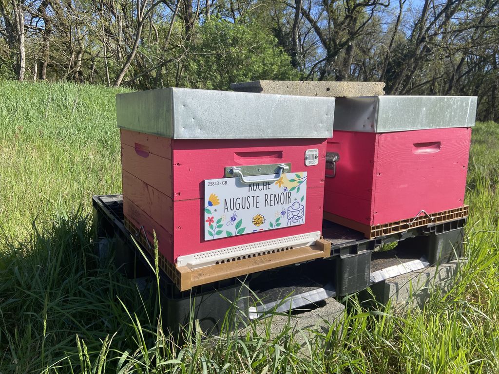 La ruche Auguste Renoir