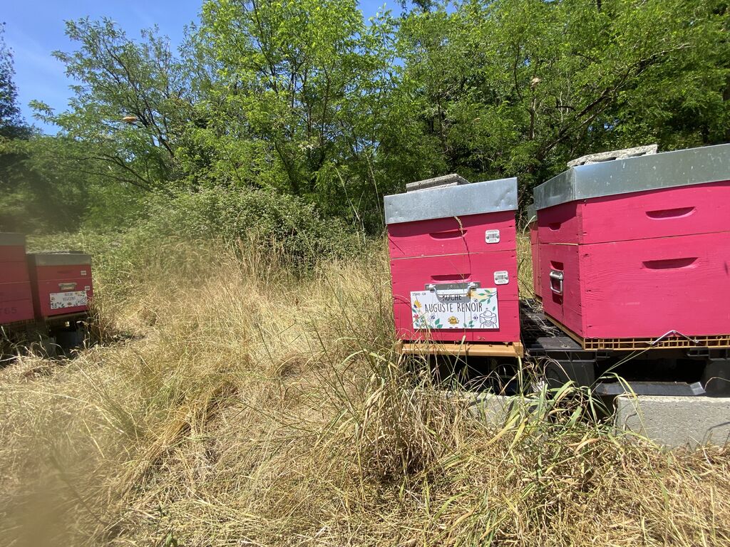 La ruche Auguste Renoir