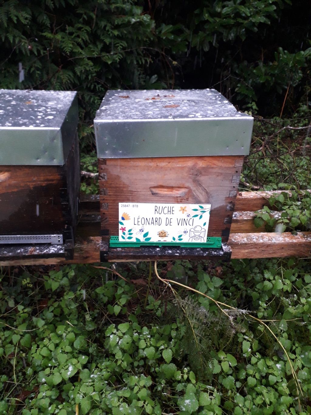 La ruche Léonard de Vinci