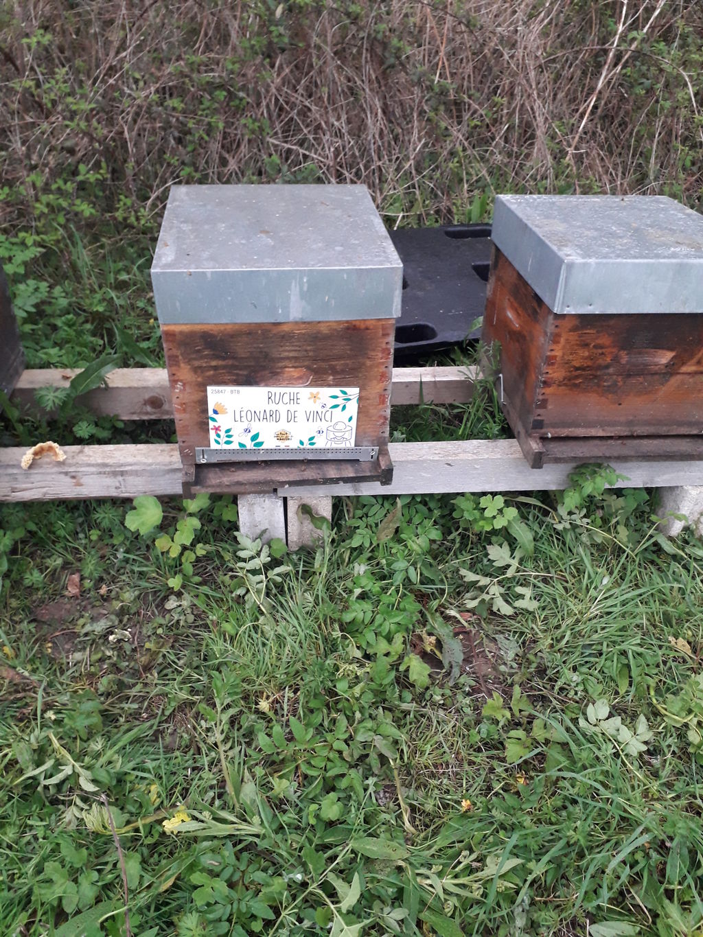 La ruche Léonard de Vinci