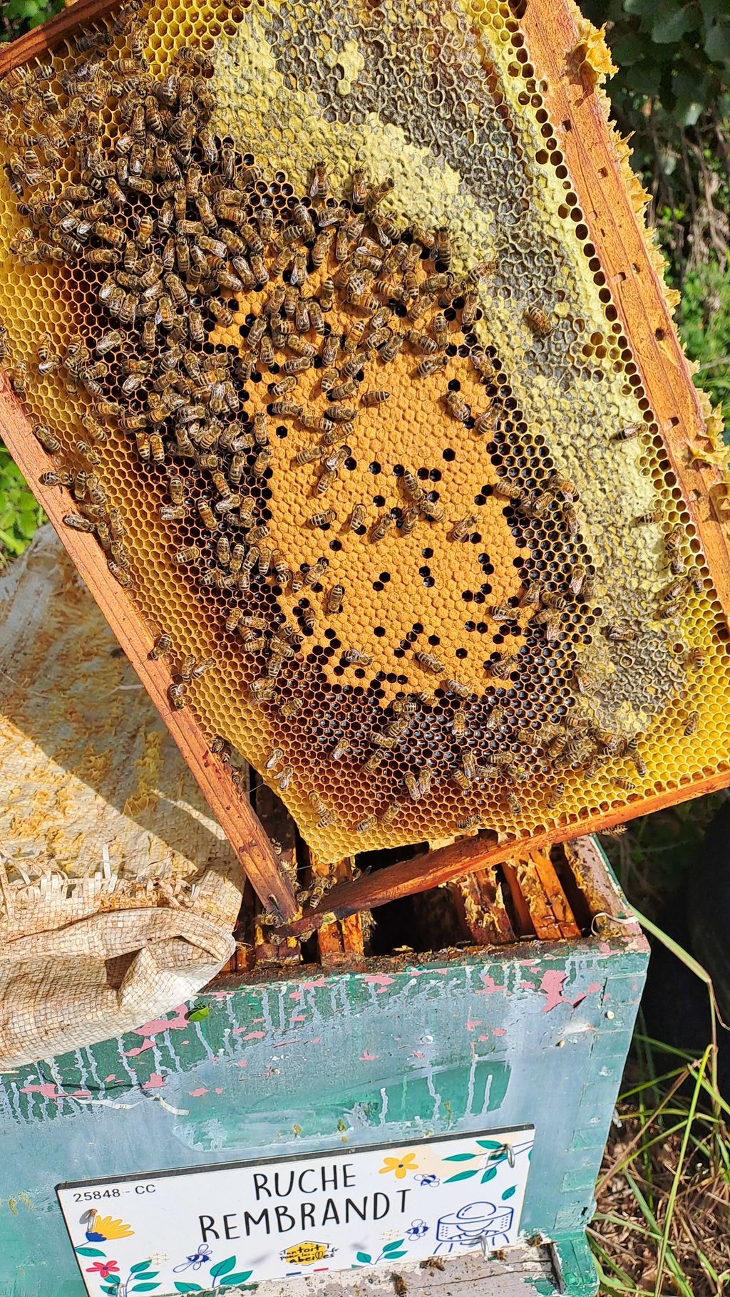 La ruche Rembrandt