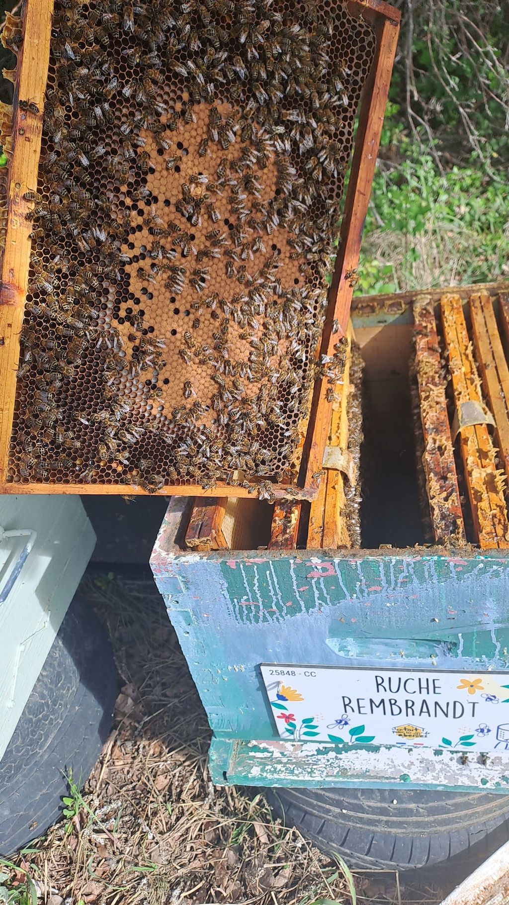 La ruche Rembrandt