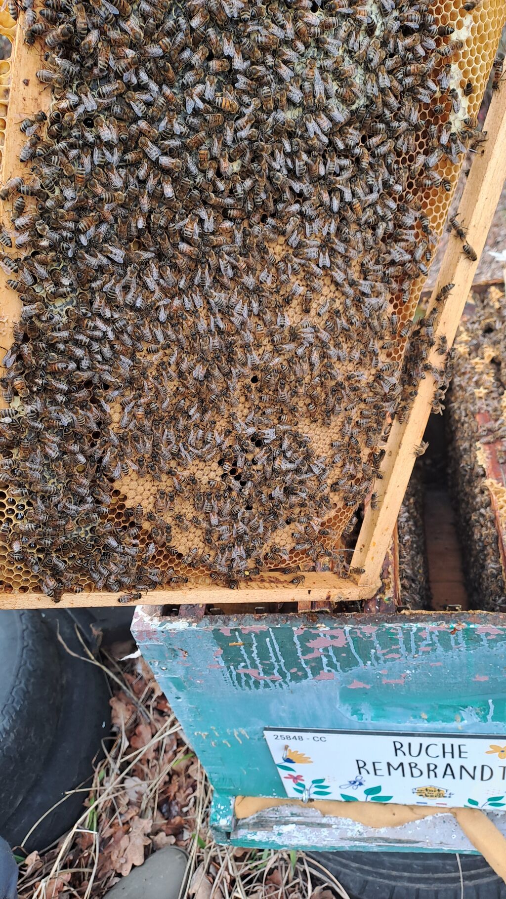 La ruche Rembrandt