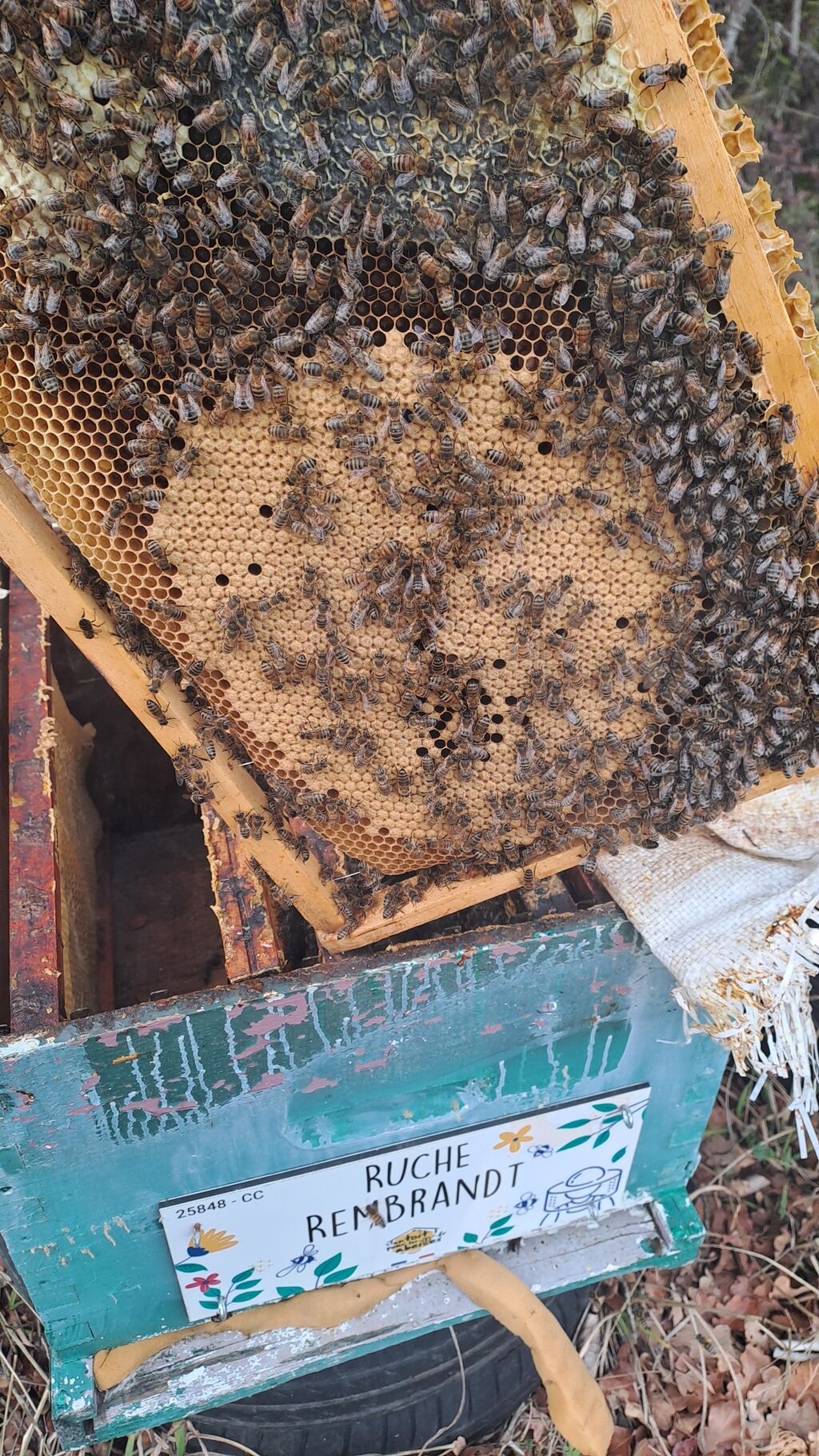 La ruche Rembrandt