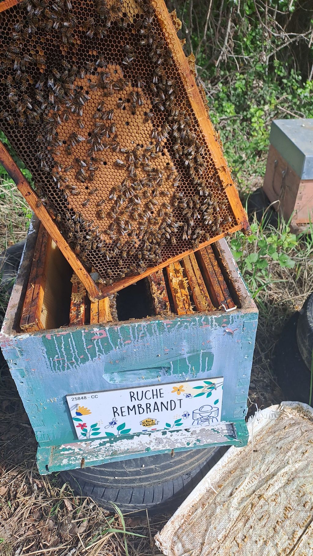La ruche Rembrandt