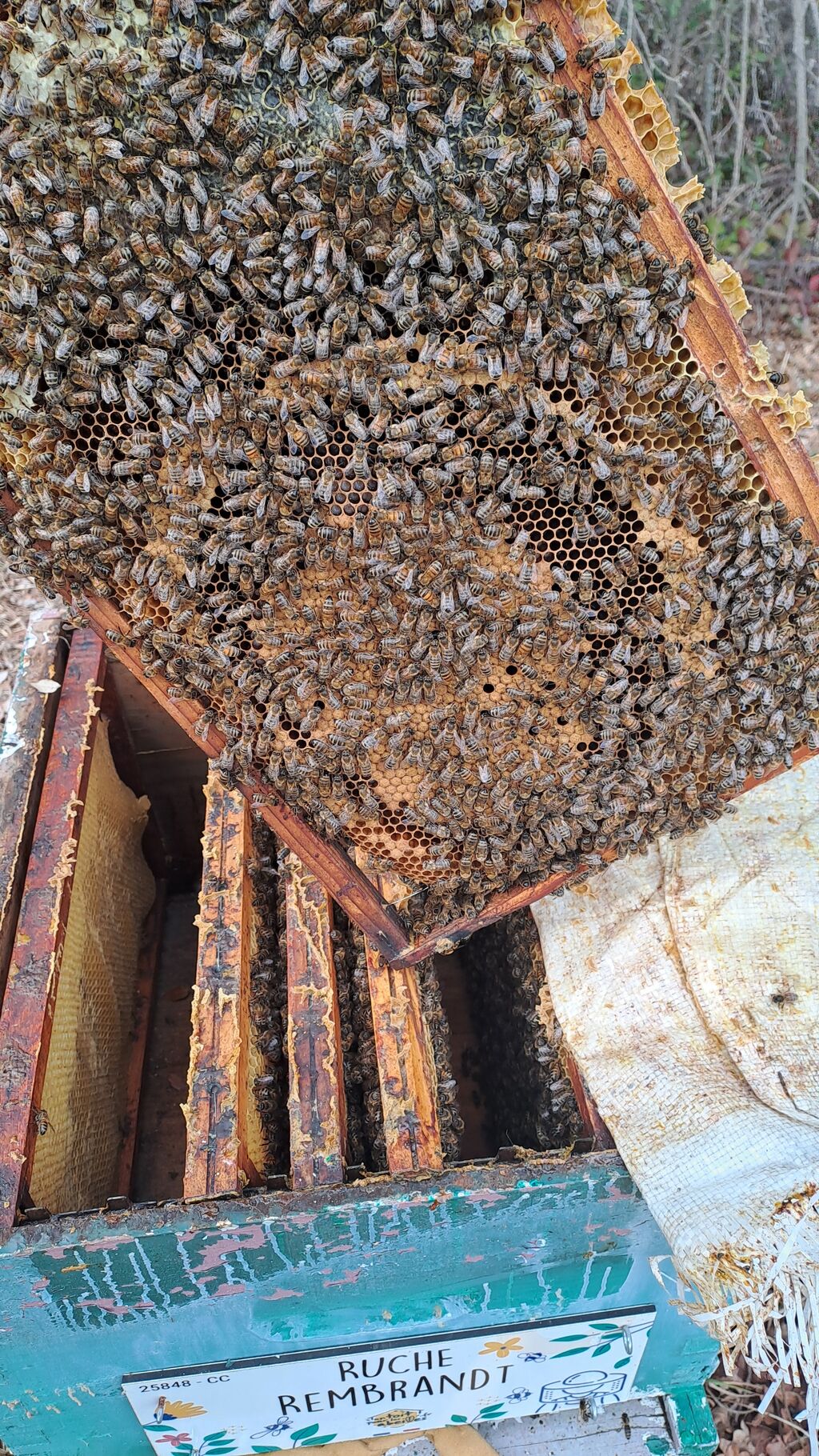La ruche Rembrandt