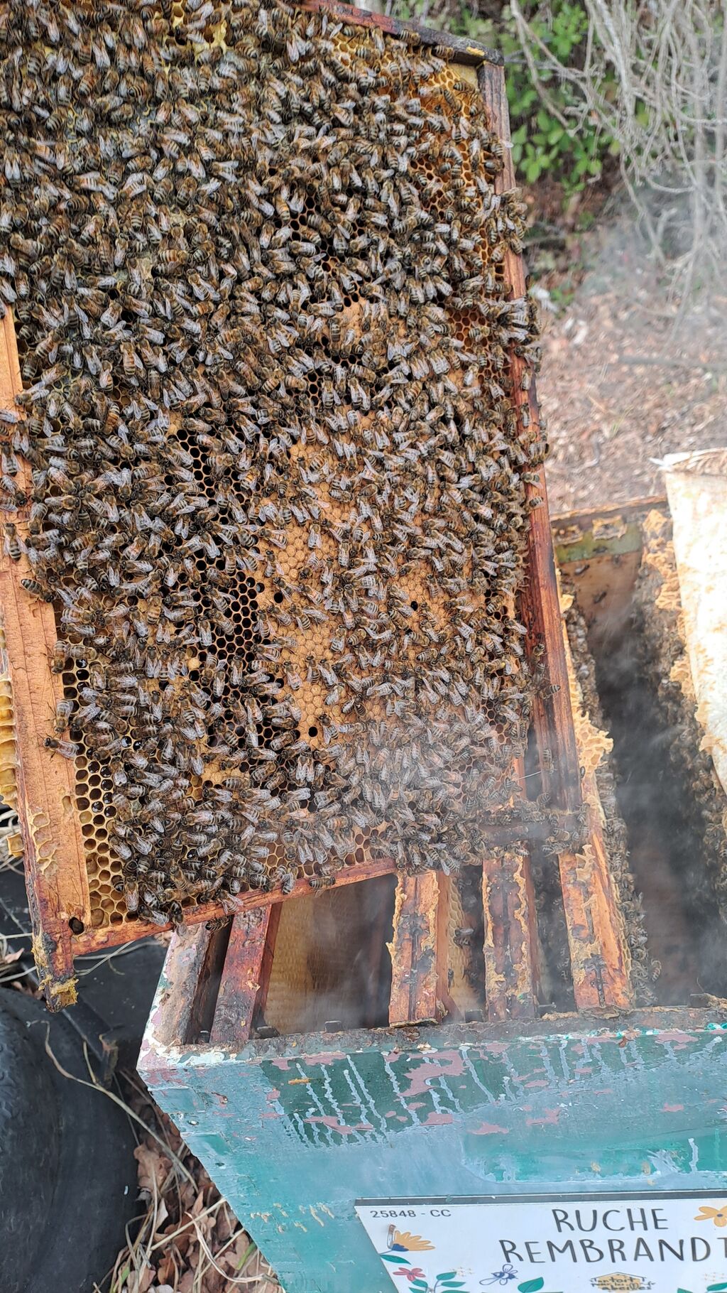 La ruche Rembrandt