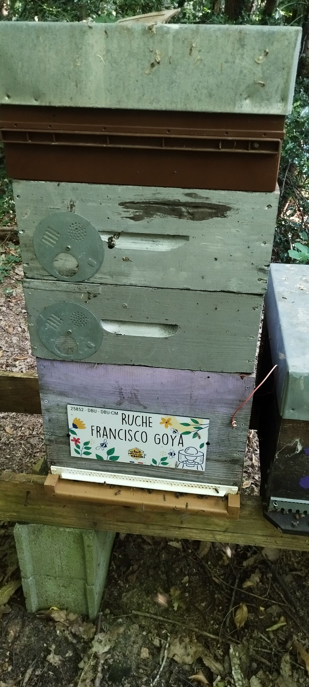 La ruche Francisco Goya