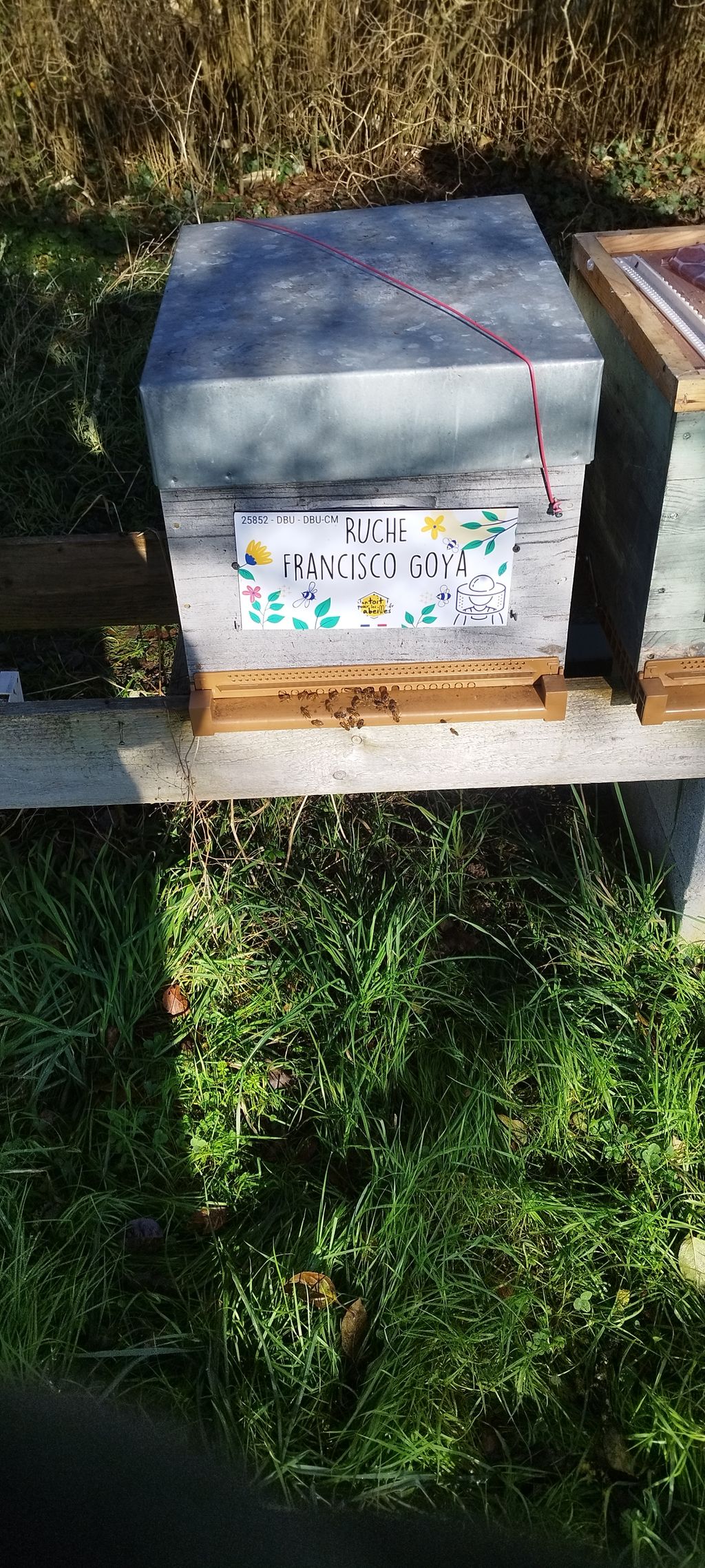 La ruche Francisco Goya