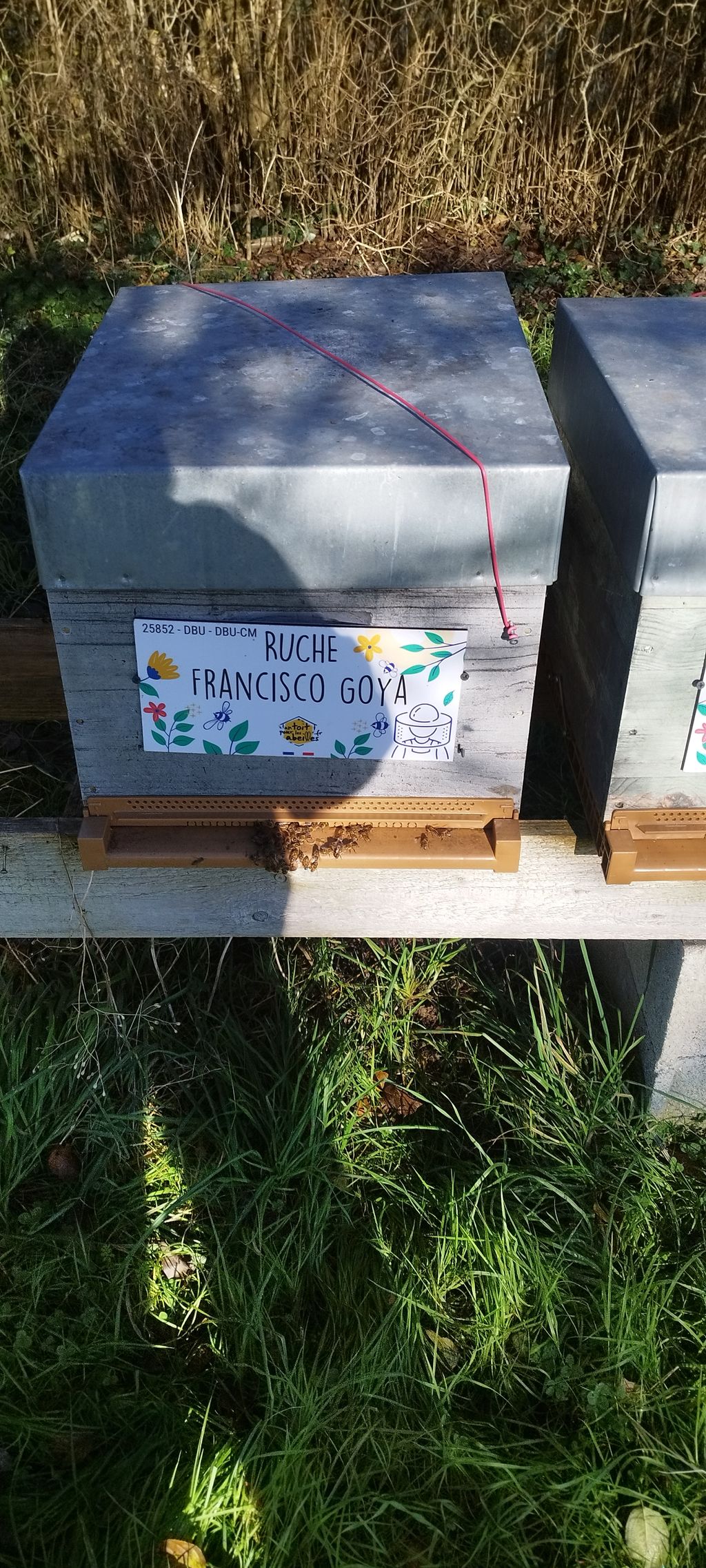 La ruche Francisco Goya