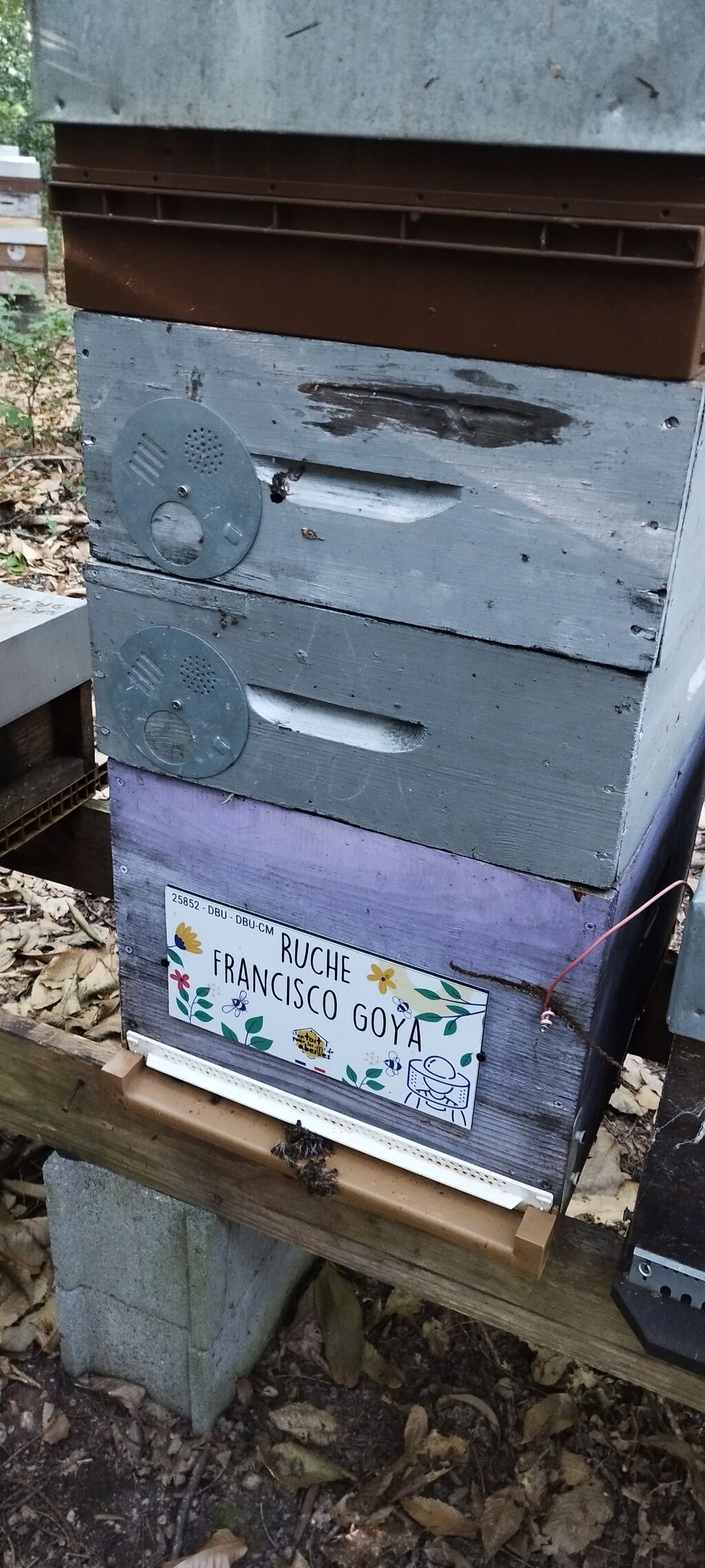 La ruche Francisco Goya