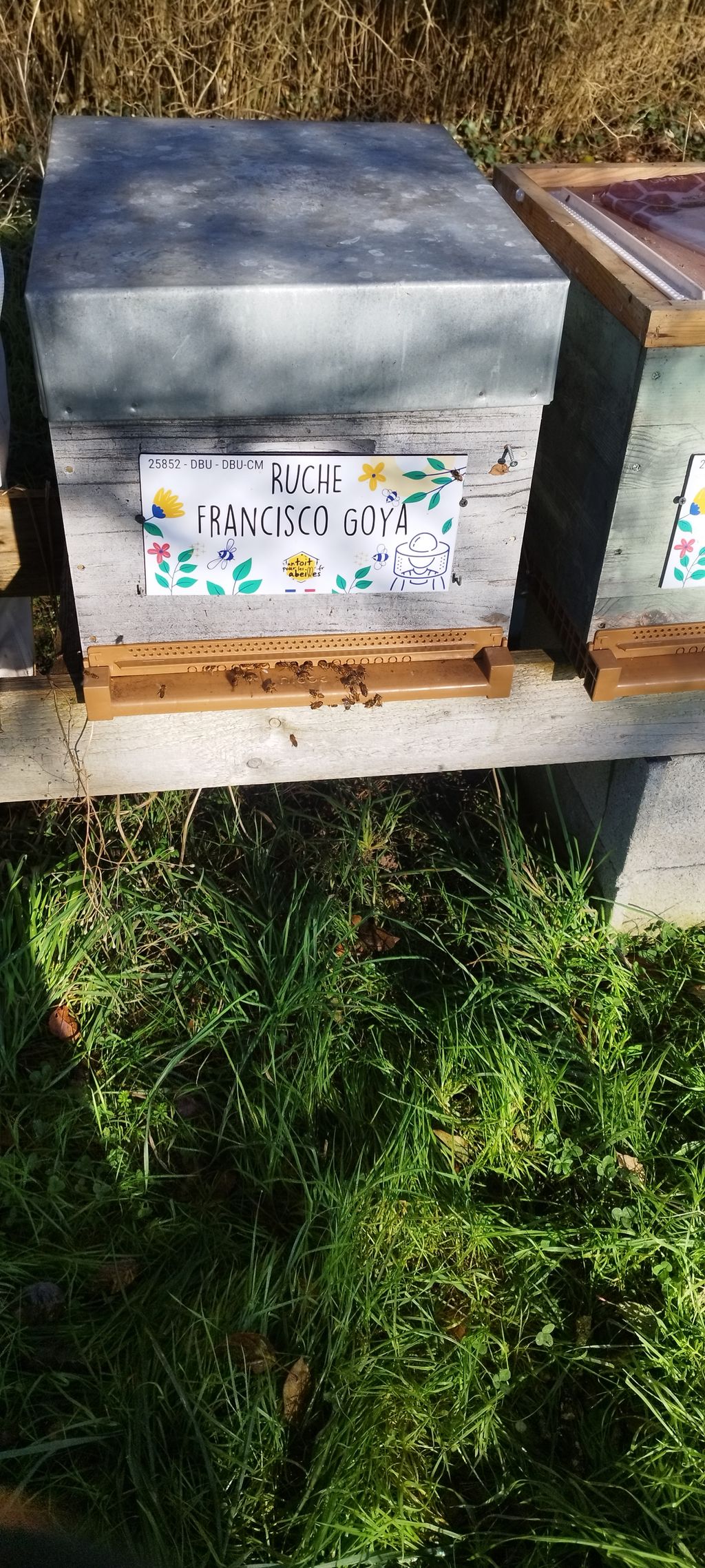 La ruche Francisco Goya