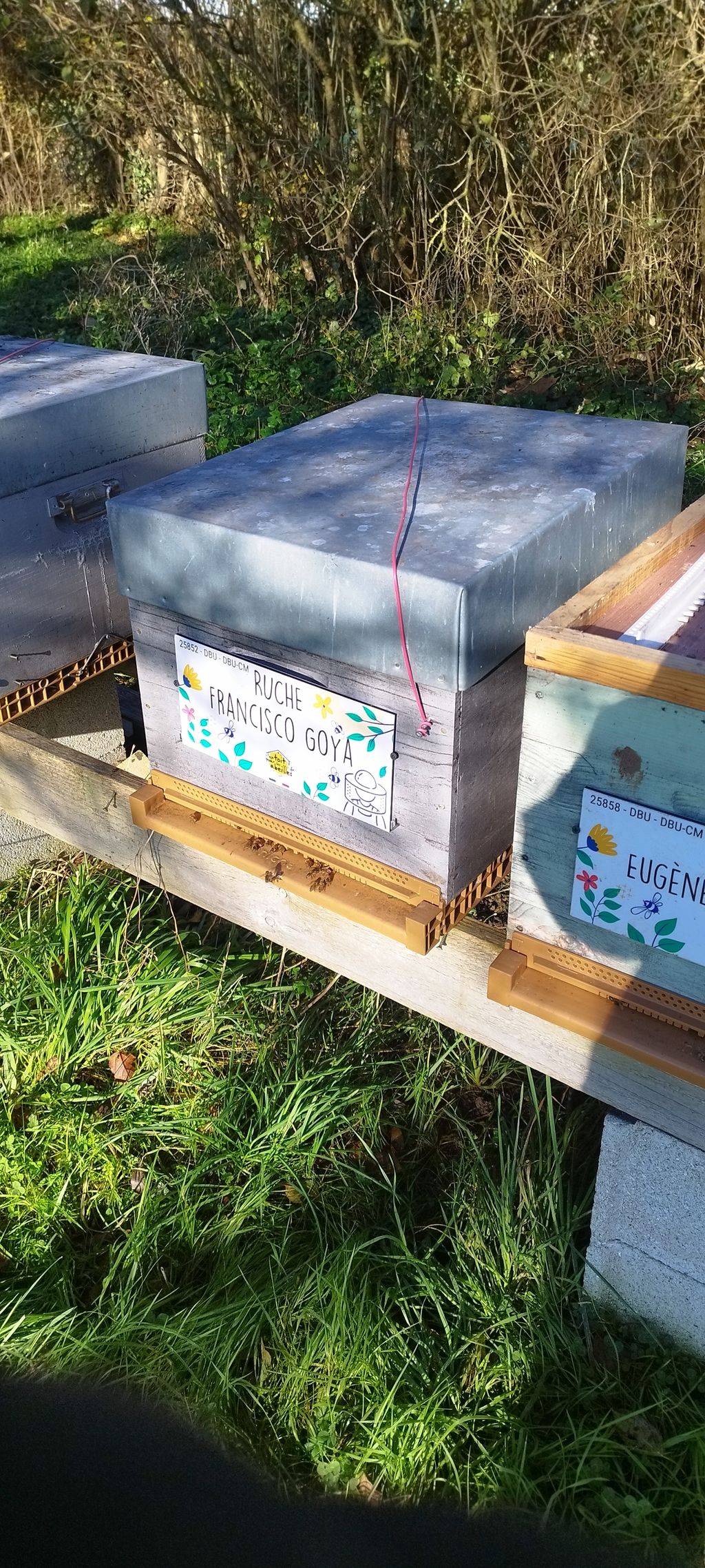 La ruche Francisco Goya