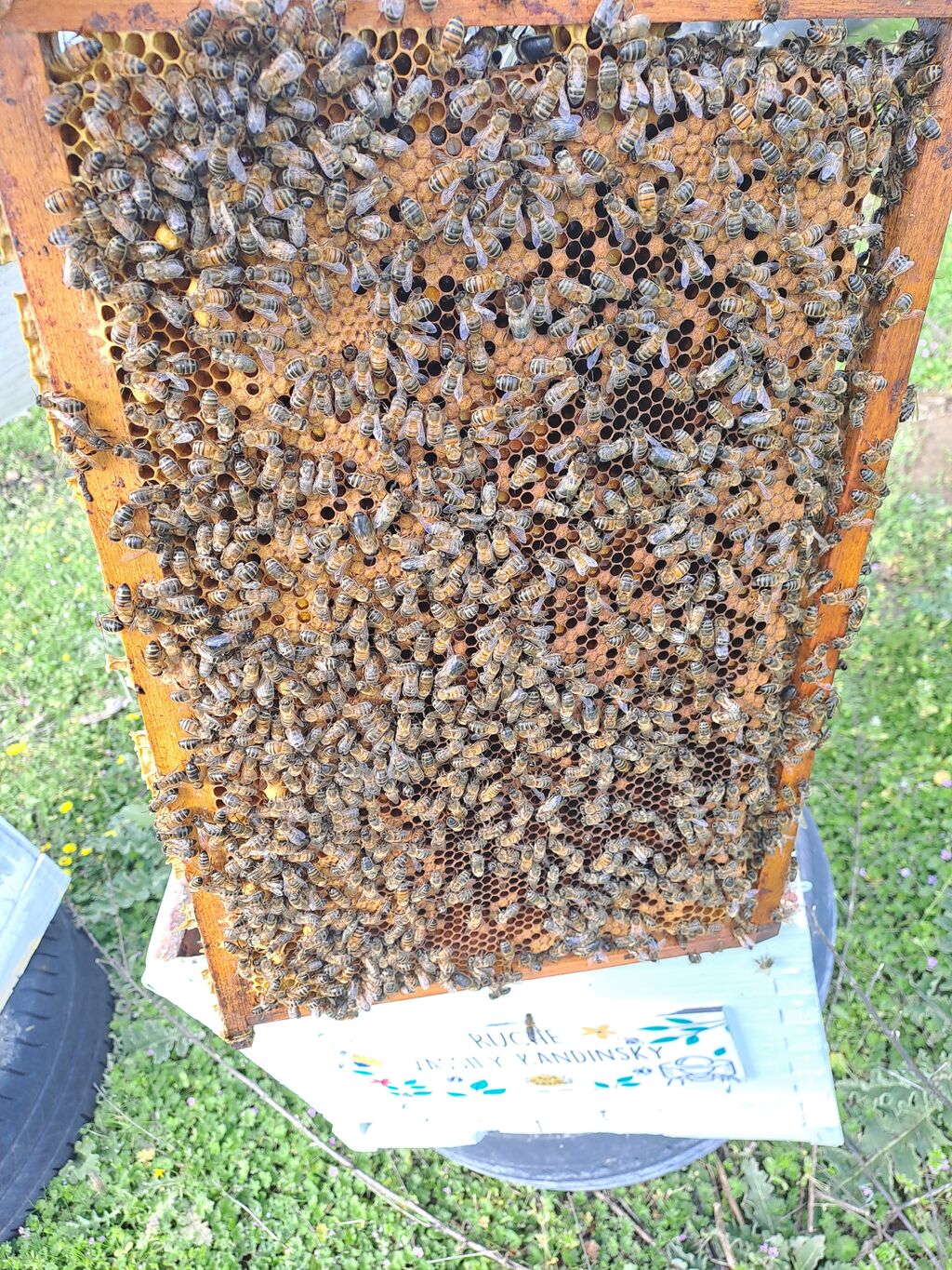 La ruche Vassily Kandinsky