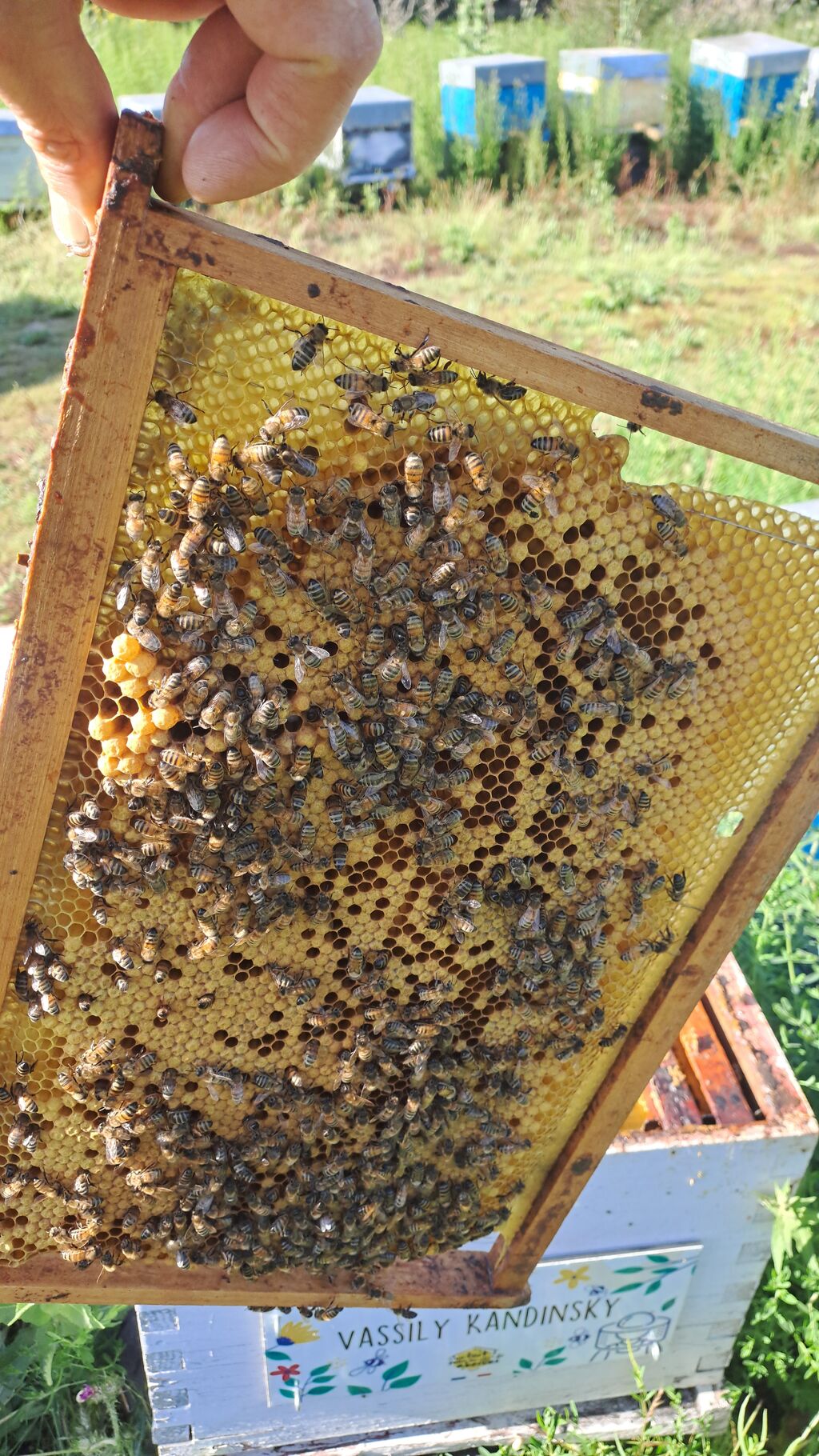 La ruche Vassily Kandinsky