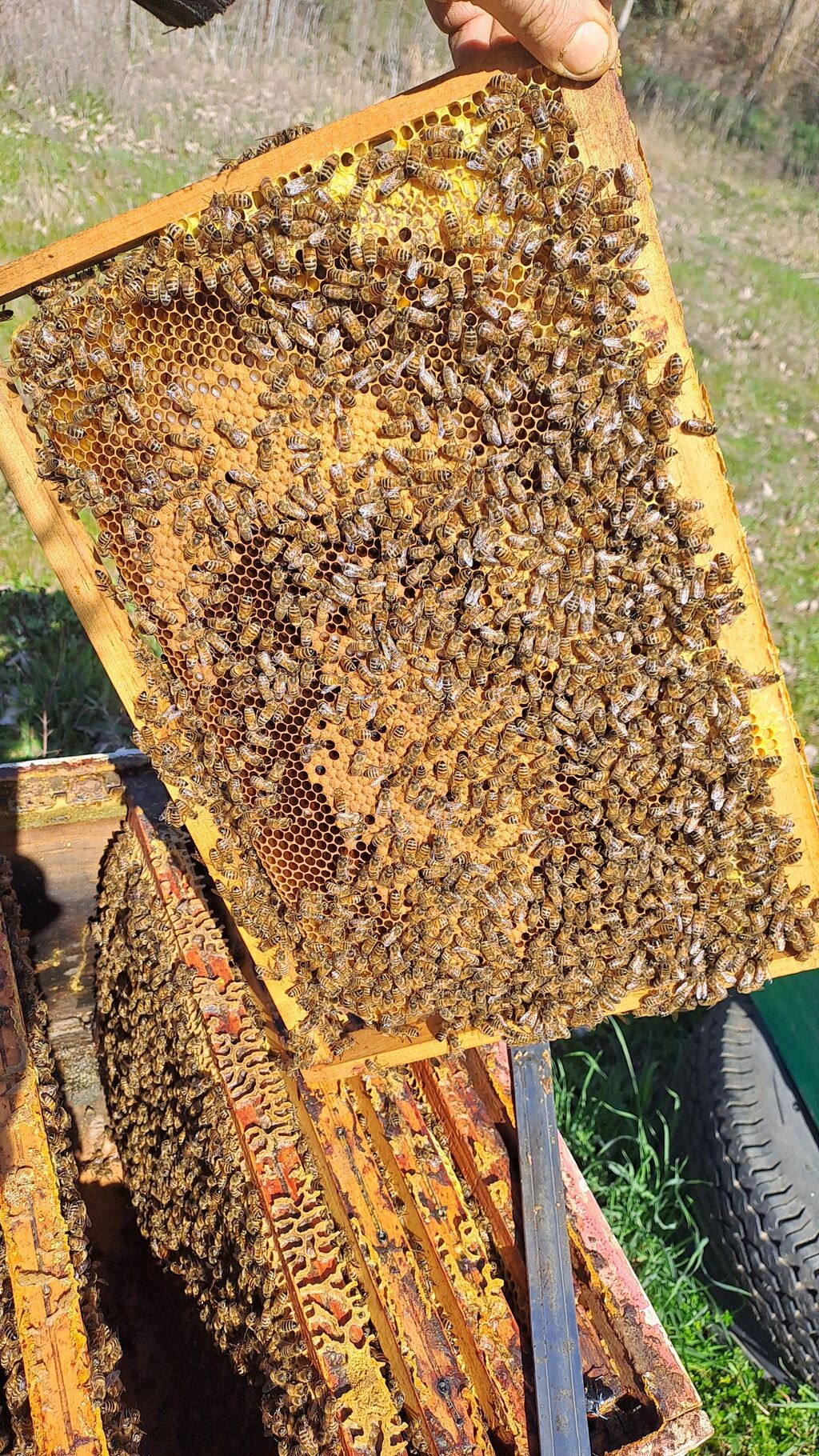 La ruche Vassily Kandinsky