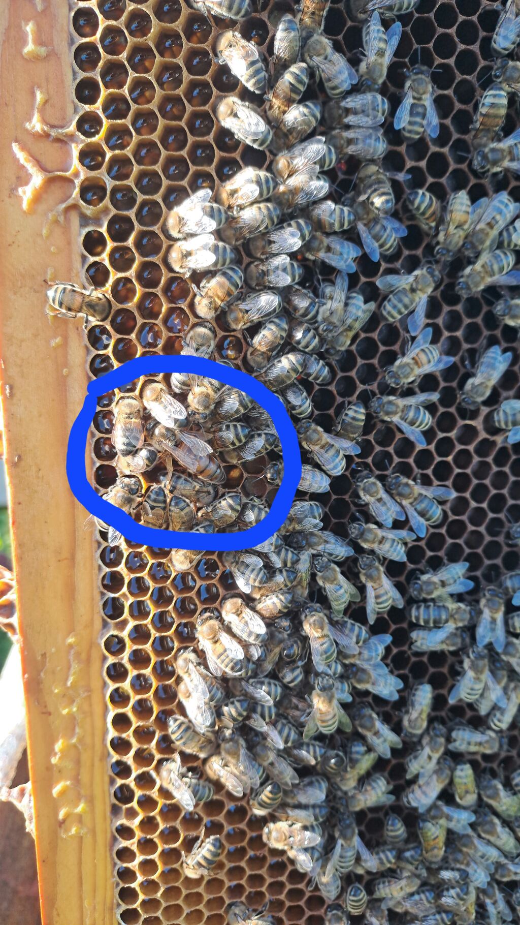 La ruche Vassily Kandinsky