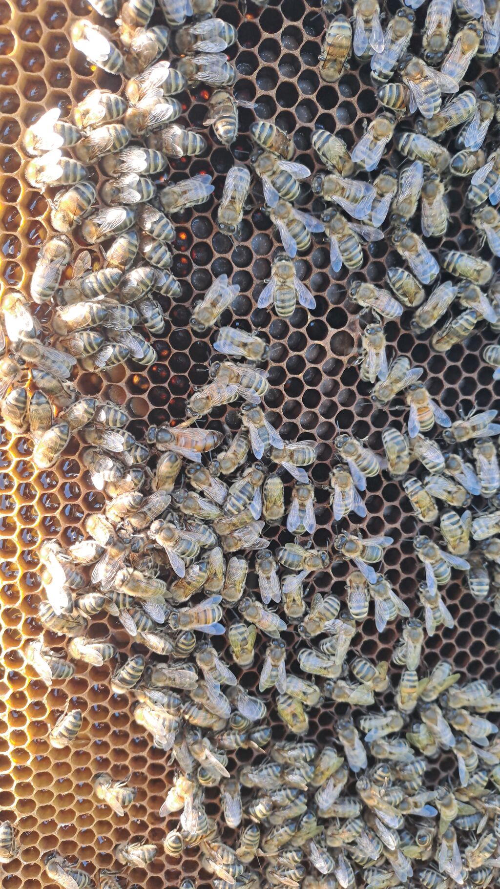 La ruche Vassily Kandinsky