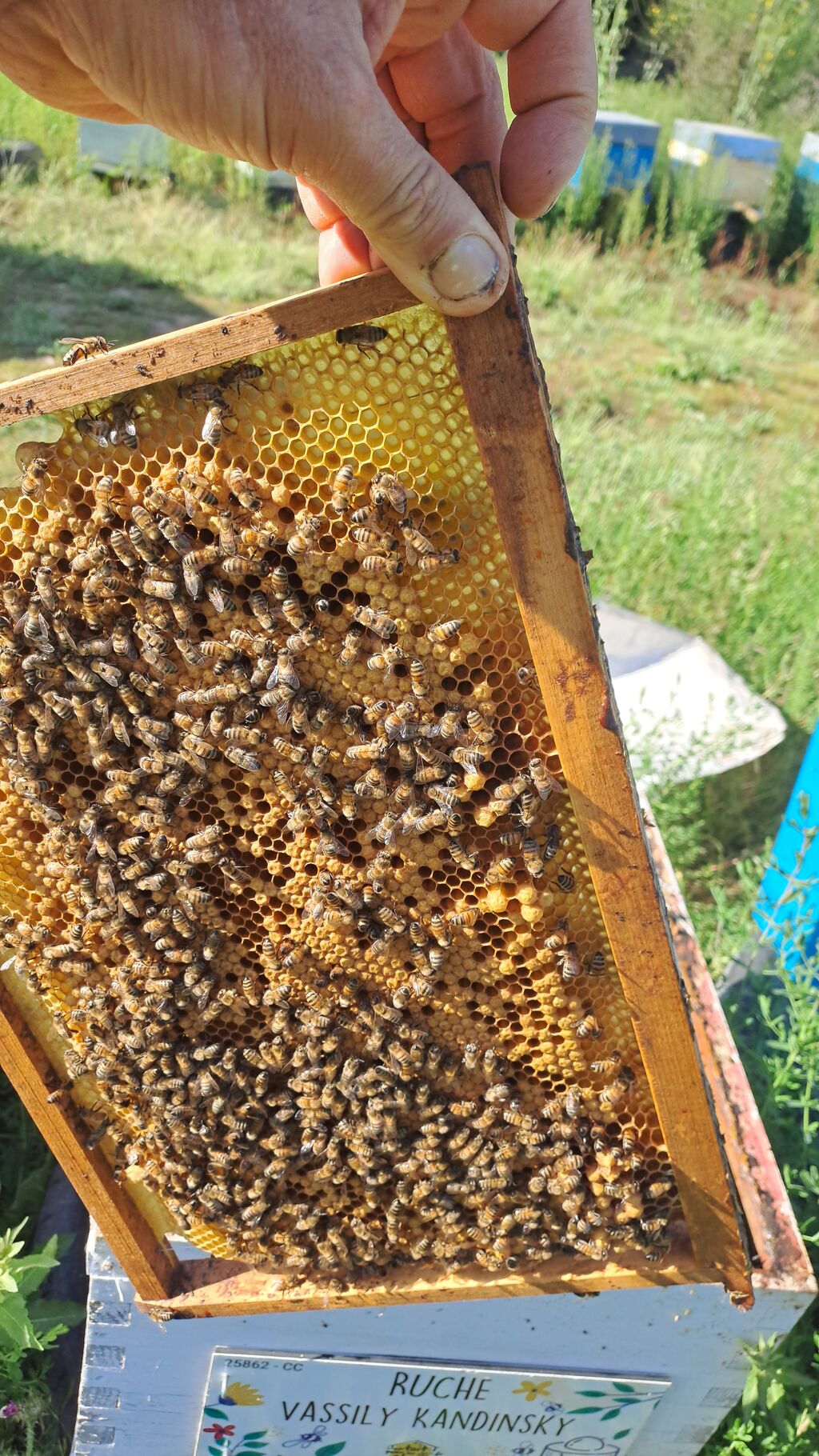 La ruche Vassily Kandinsky