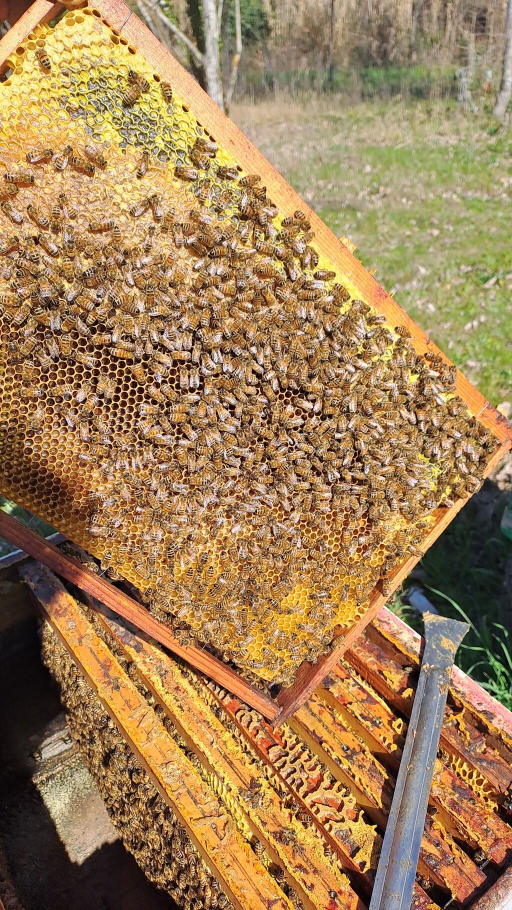 La ruche Vassily Kandinsky