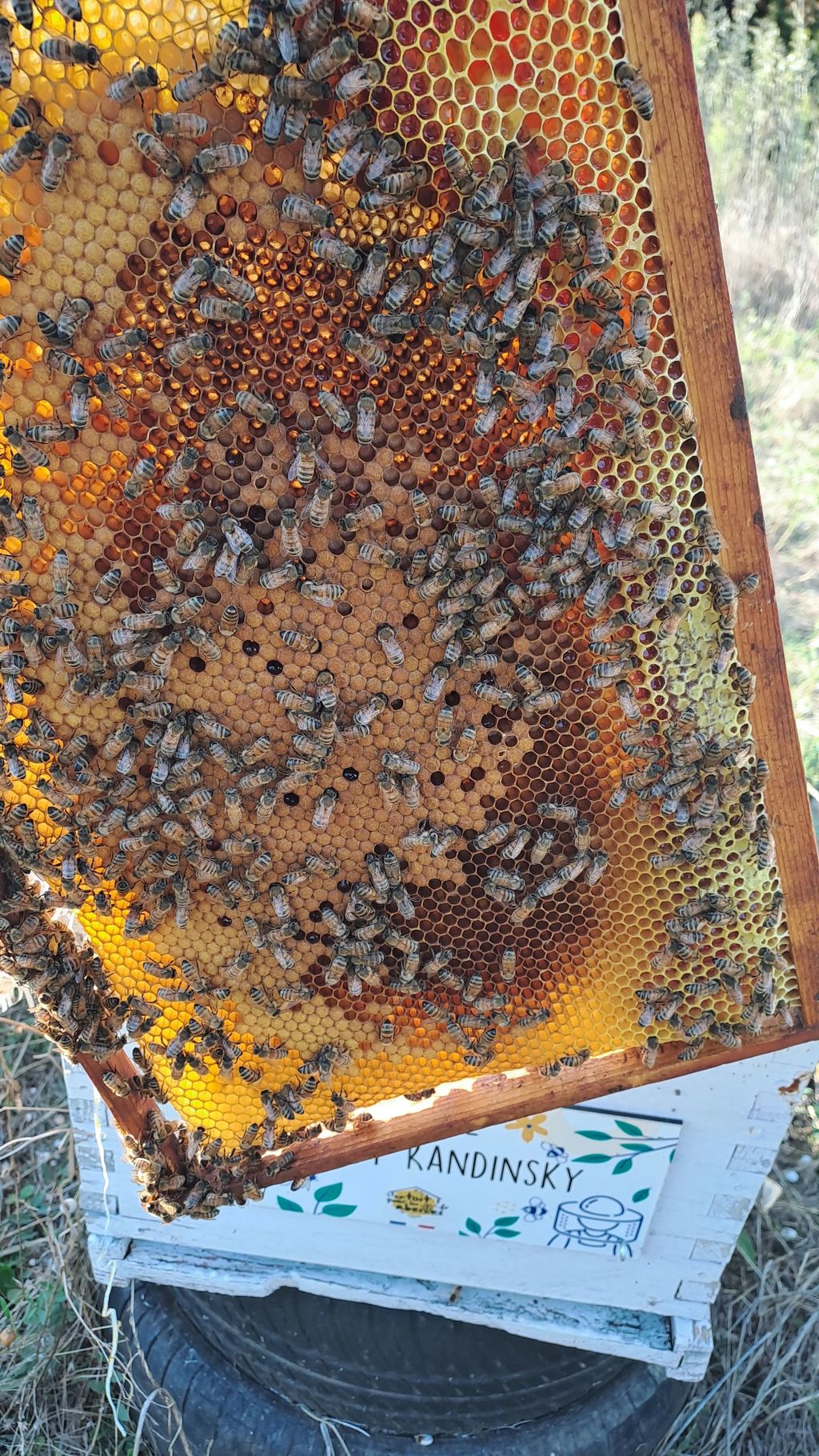 La ruche Vassily Kandinsky