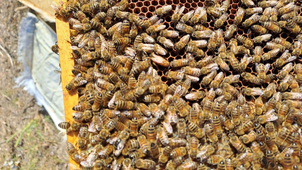 La ruche Vassily Kandinsky