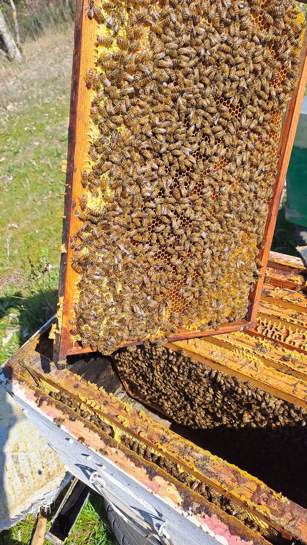 La ruche Vassily Kandinsky