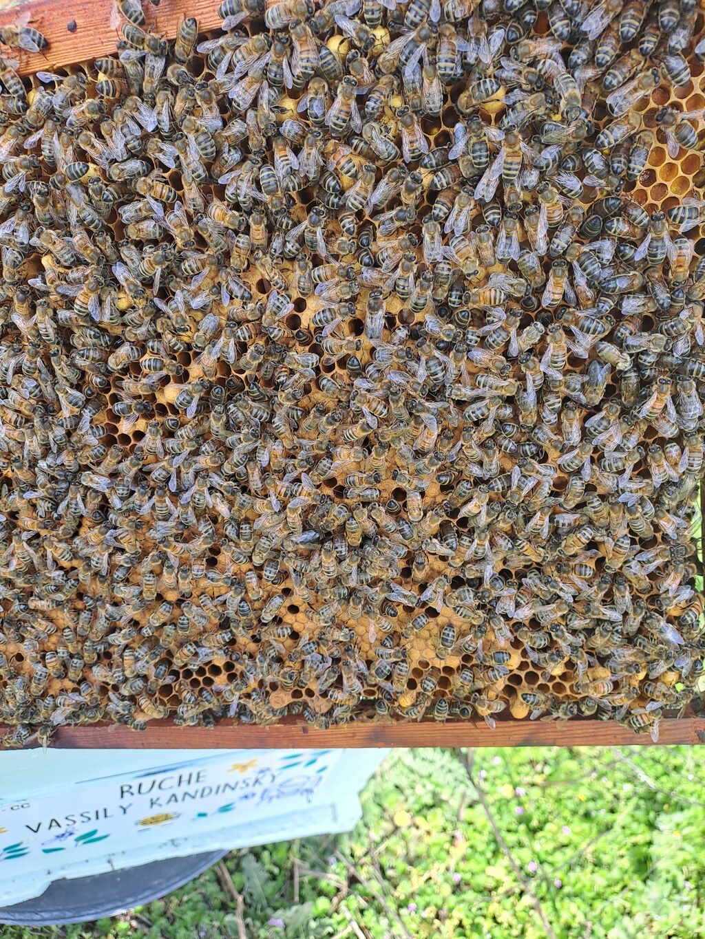 La ruche Vassily Kandinsky