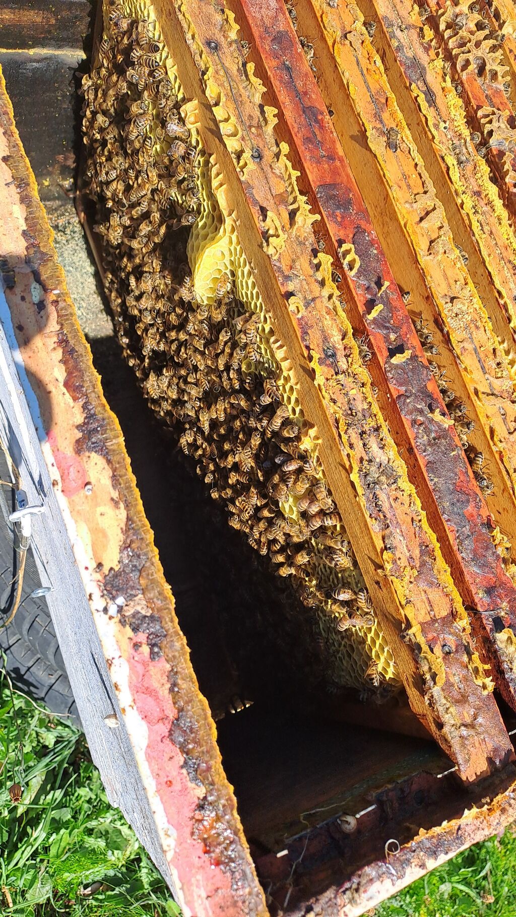 La ruche Vassily Kandinsky