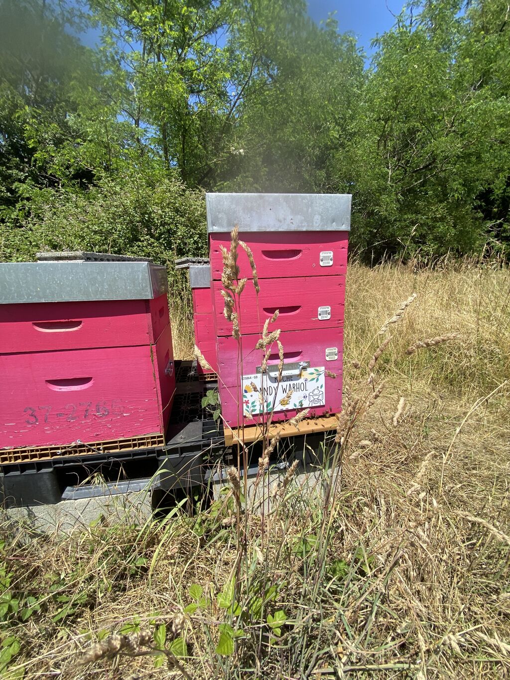 La ruche Andy Warhol