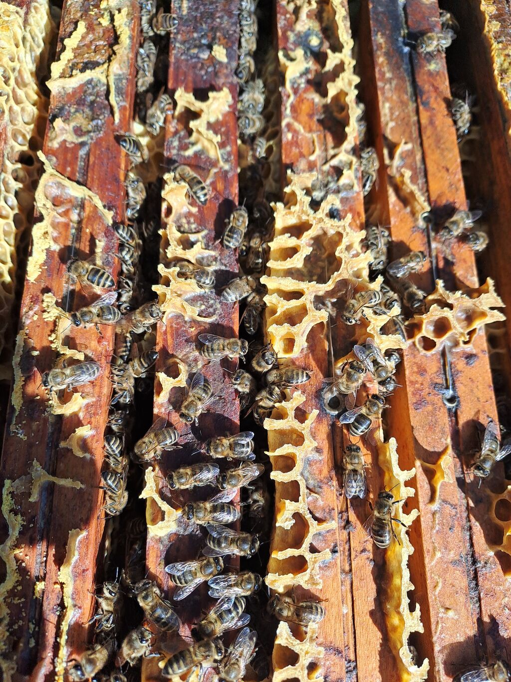 La ruche Piet Mondrian