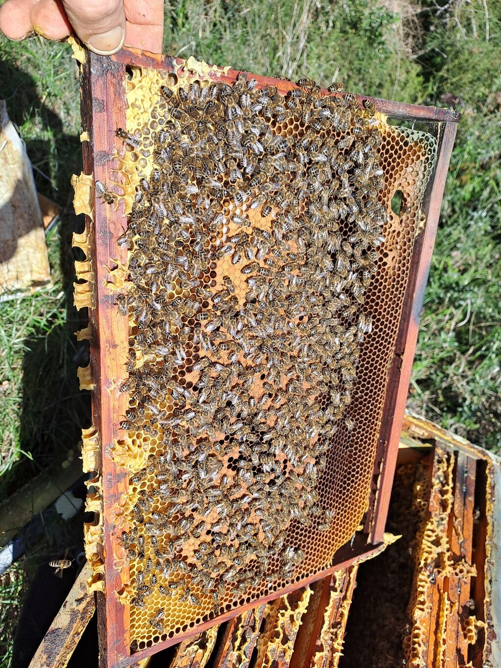 La ruche Piet Mondrian