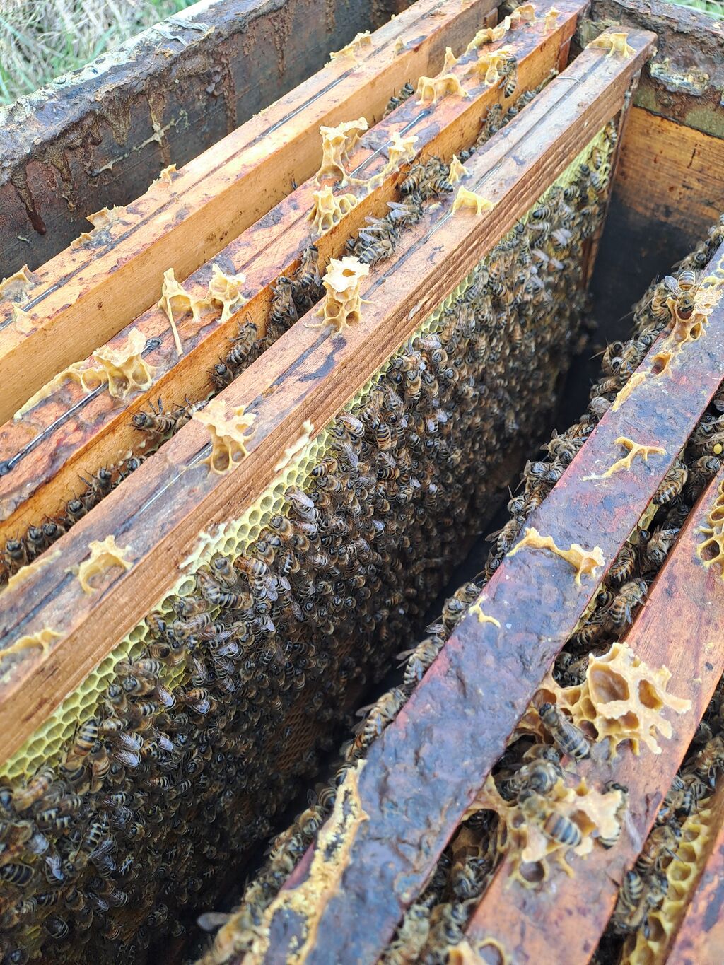 La ruche Théodore Géricault