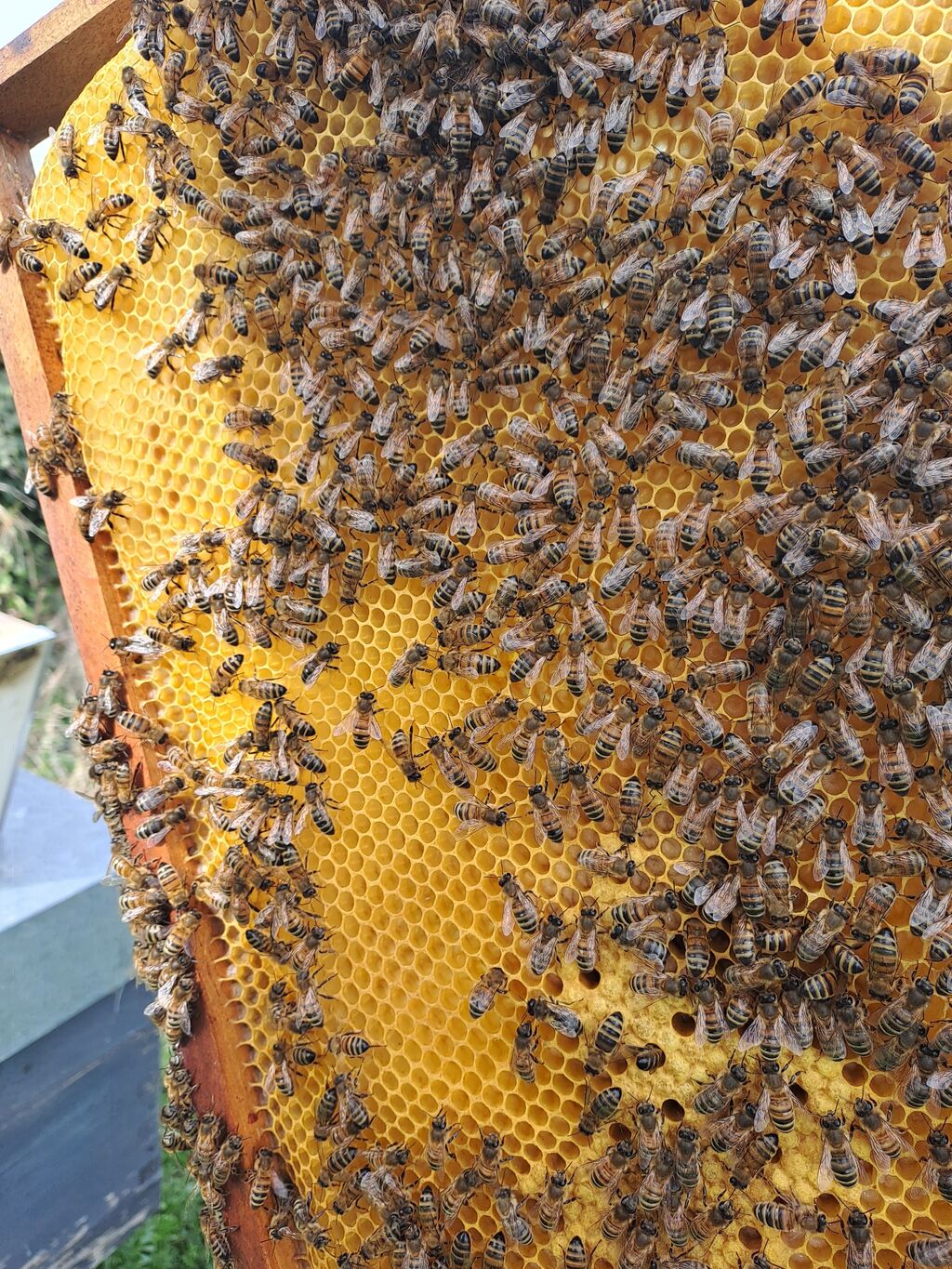 La ruche Théodore Géricault