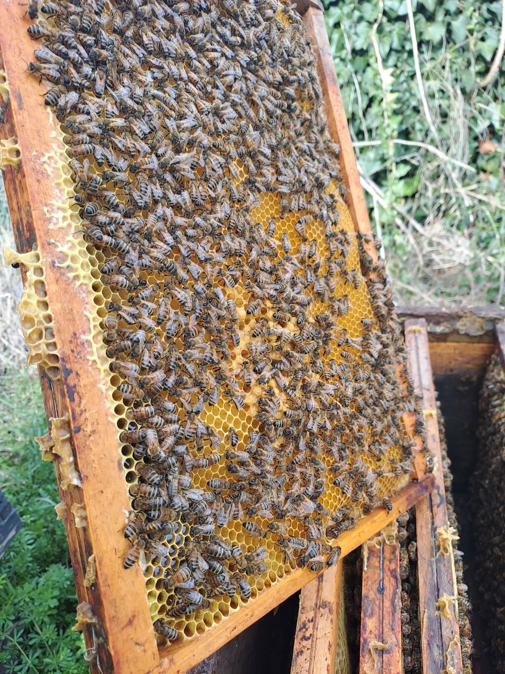 La ruche Théodore Géricault