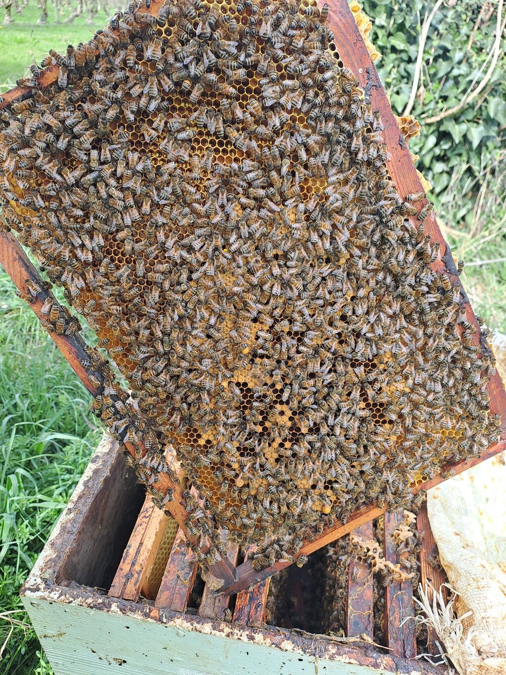 La ruche Théodore Géricault