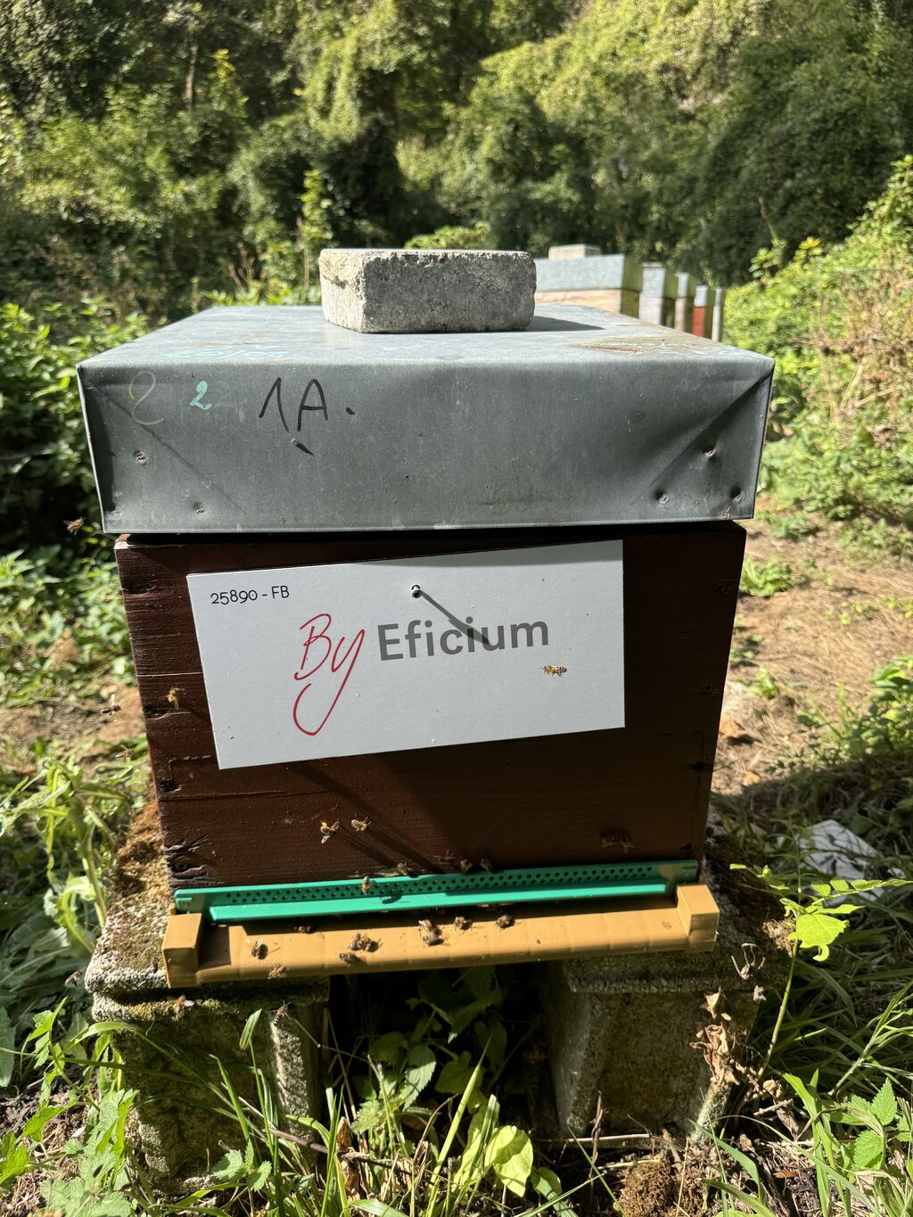 La ruche Eficium Azur